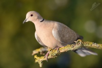 Hrdlicka zahradni - Streptopelia decaocto - Eurasian Collared-Dove 7597